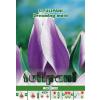 Green Paradise Bulbi Lalele Dreaming Maid, violet-alb, 5 buc