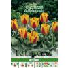 Green Paradise Bulbi Lalele botanice Juri Gagarin, galben-rosu, 5 buc