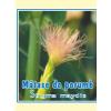 Cyani Ceai de matase de porumb 50g