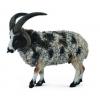 Collecta Jacob Sheep L
