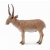 Collecta Antilopa Saiga L