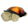 Cloud B Twilight Turtle