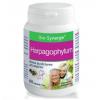 Bio-Synergie Harpagophytum - 60 cps