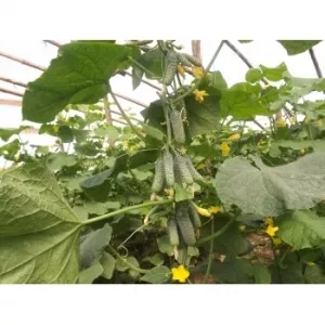 Syngenta Seminte castraveti hibrid Ekol F1, 500 sem