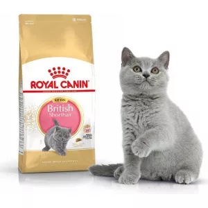 Royal Canin British Shorthair Kitten 10 kg