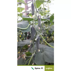 Syngenta Seminte de castraveti cornison Spino F1