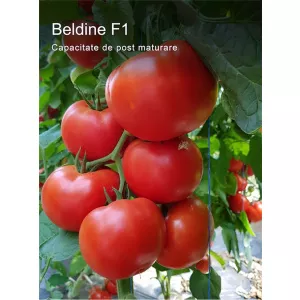 Syngenta Seminte de tomate nedeterminate Beldine F1, 500 sem