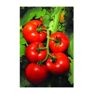 Syngenta Tomate Izmir F1 , 500 seminte
