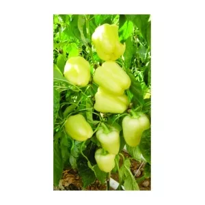 Syngenta Ardei Blondy F1, 500 seminte