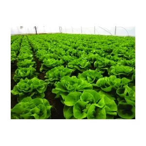 Syngenta Salata Centore, 5000 seminte