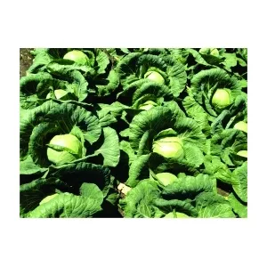 Syngenta Varza alba Gregorian F1, 2500 seminte
