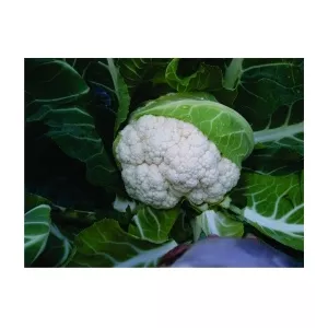 Syngenta Conopida Lecanu F1, 2500 seminte