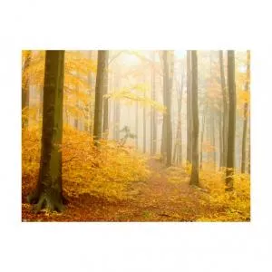 Artgeist Fototapet Forest Autumn