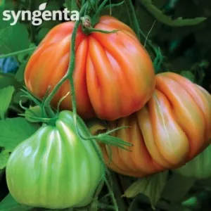 Syngenta Seminte tomate Arawak F1(500 sem)
