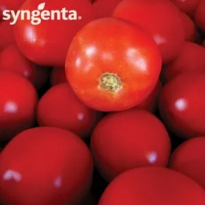 Syngenta Seminte tomate Bobcat F1(1000 sem)
