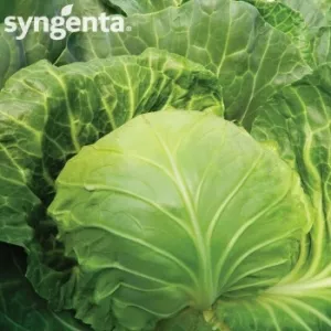 Syngenta Seminte varza Mirror F1(2500 sem)