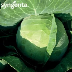 Syngenta Seminte varza Grepala F1(2500 sem)