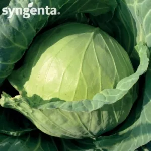 Syngenta Seminte varza Sarmalin F1(2500 sem)