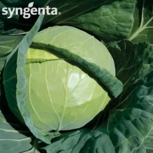 Syngenta Seminte varza Pruktor F1(2500 sem)