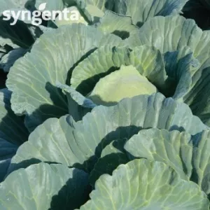 Syngenta Seminte varza Escazu F1(2500 sem)